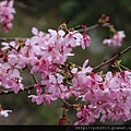 中巴陵櫻木花道(22).JPG