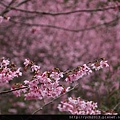 中巴陵櫻木花道(23).JPG
