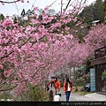 中巴陵櫻木花道(26).JPG