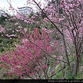 中巴陵櫻木花道(28).JPG
