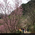 三峽竹崙路(15).JPG