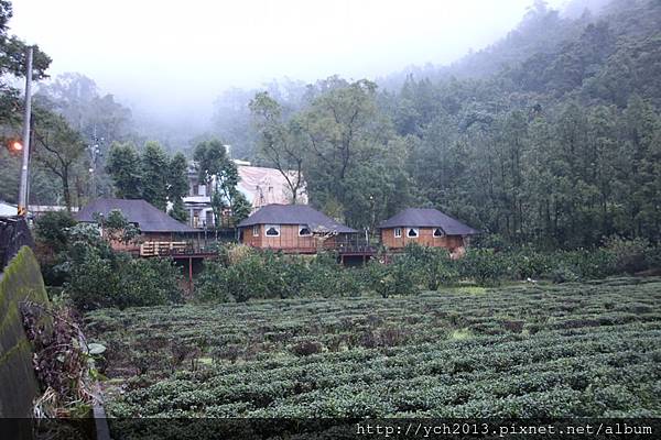 大同玉蘭 (13).JPG 大同玉蘭 (13).JPG