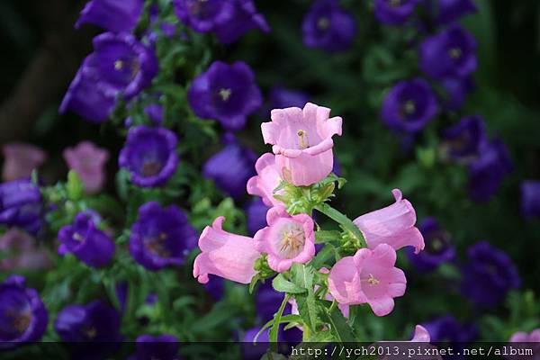 花卉中心(1).JPG 花卉中心(1).JPG