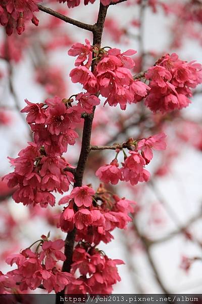 2021風尾(2).JPG 2021風尾(2).JPG