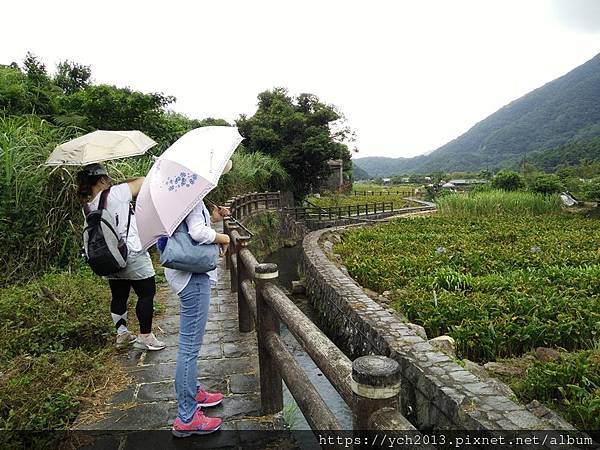 陽明山竹子湖賞花步道與文學步道 故鄉海芋農園附設餐廳午餐 Big Fish 自由自在的魚 痞客邦