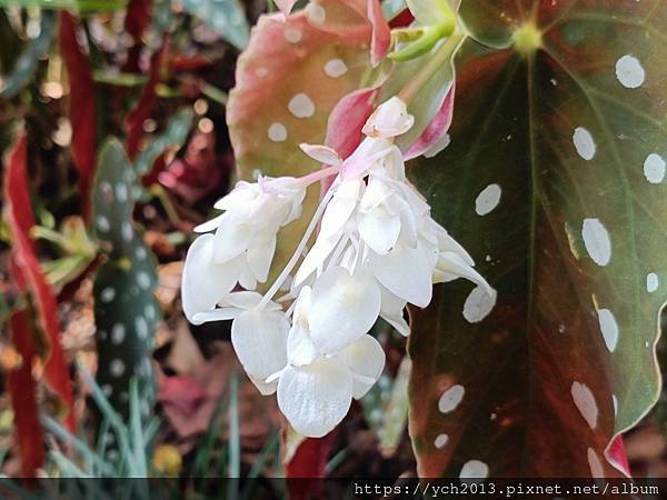 花卉中心(14).jpg