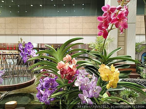 新加坡樟宜機場第一、二航廈逛花園