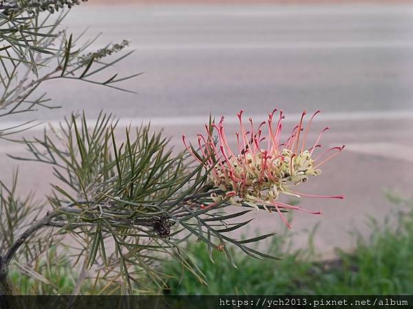 西澳旅遊／伯斯往東／一望無際油菜花田與麥田／休息站巧遇羊駝與