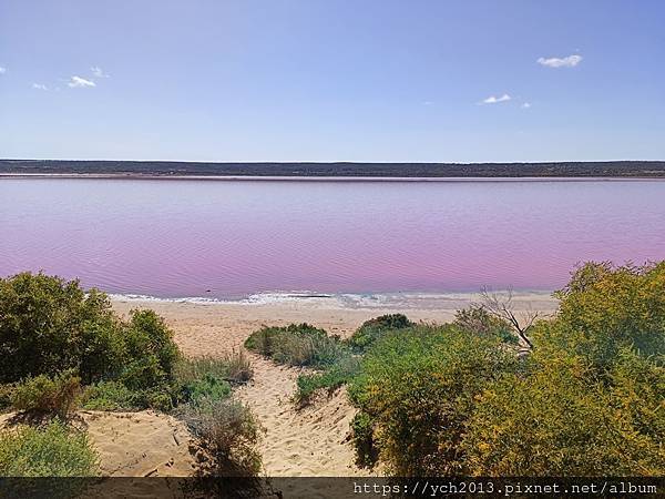 西澳Port Gregory 絕美粉紅湖Hutt Lagoo