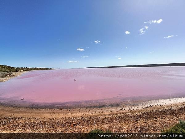 西澳Port Gregory 絕美粉紅湖Hutt Lagoo