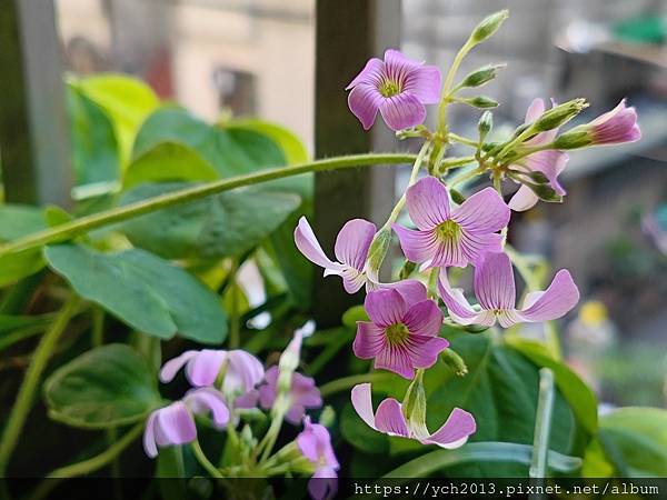 漂亮可愛又平易近人的紫花酢漿草