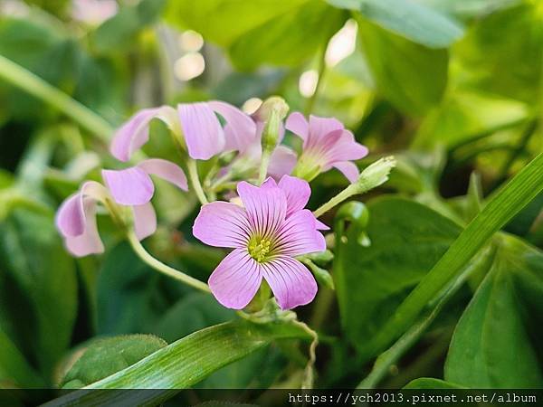 漂亮可愛又平易近人的紫花酢漿草