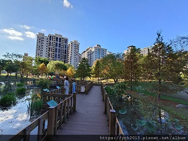 新北新莊幸福站景點／走三分鐘即可賞落羽松／頭前運動公園