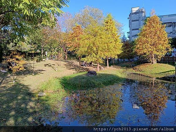 新北新莊幸福站景點／走三分鐘即可賞落羽松／頭前運動公園