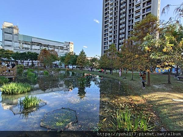 新北新莊幸福站景點／走三分鐘即可賞落羽松／頭前運動公園