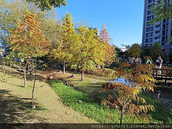 新北新莊幸福站景點／走三分鐘即可賞落羽松／頭前運動公園