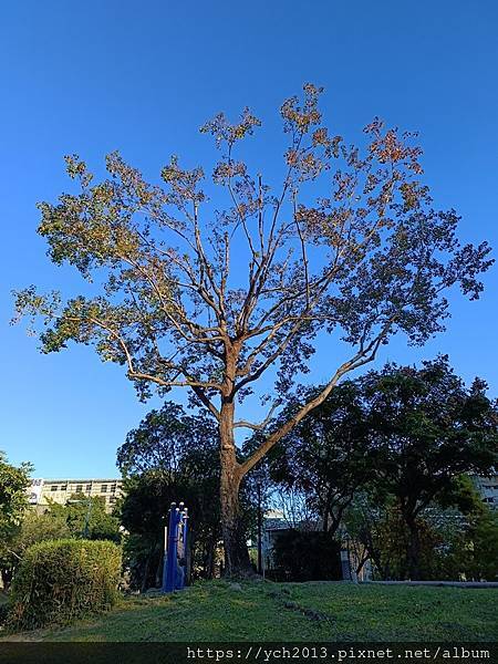 新北新莊幸福站景點／走三分鐘即可賞落羽松／頭前運動公園