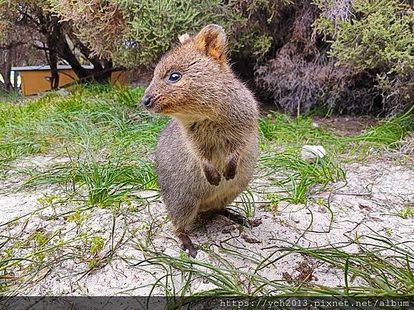 西澳伯斯離島羅特尼斯島Rottnest Island漫步／遇