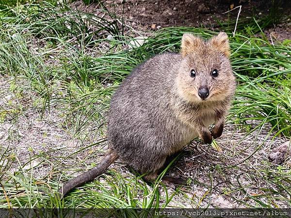 西澳伯斯離島羅特尼斯島Rottnest Island漫步／遇