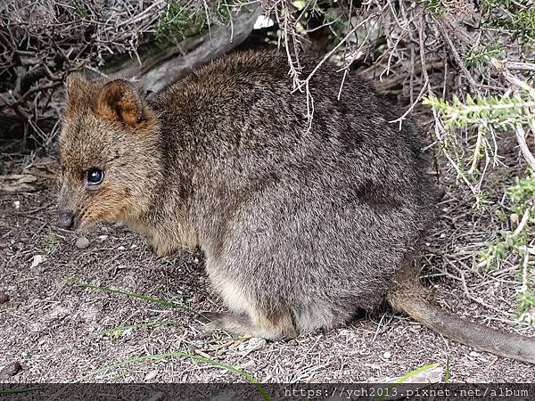 西澳伯斯離島羅特尼斯島Rottnest Island漫步／遇