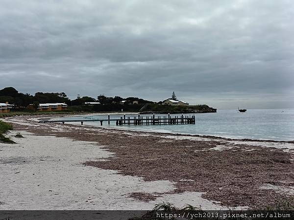 西澳伯斯離島羅特尼斯島Rottnest Island漫步／遇