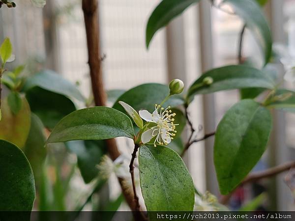 八角櫻桃開花了