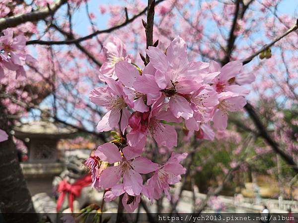 新北林口竹林山觀音寺祈福賞櫻