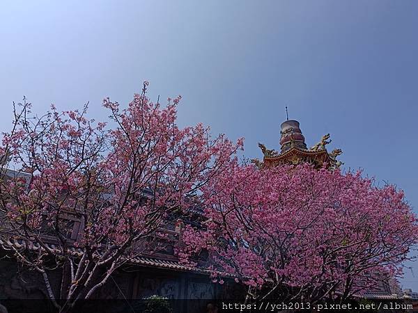 新北林口竹林山觀音寺祈福賞櫻