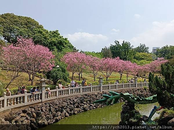 新北林口竹林山觀音寺祈福賞櫻