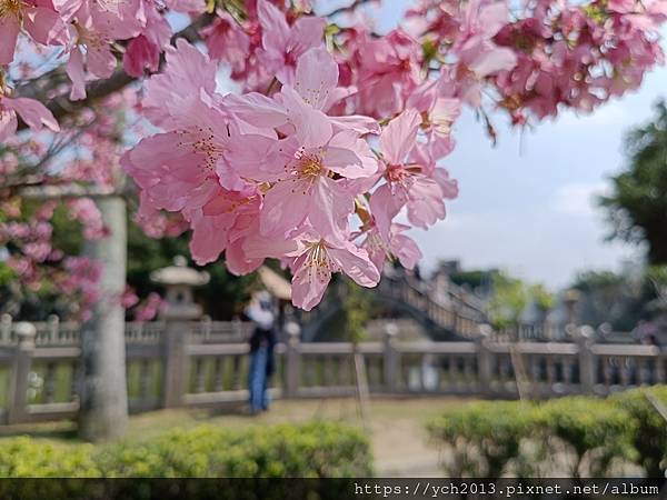 新北林口竹林山觀音寺祈福賞櫻