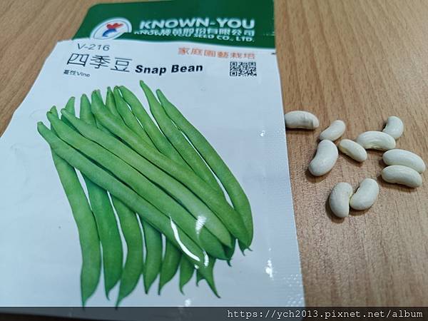 2024四季豆種植記