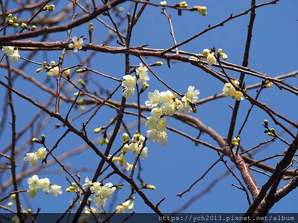 迎春賞櫻跑第一／平菁街寒櫻與梅花