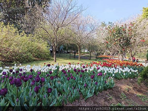 2025陽明山花卉試驗所茶花、鬱金香、大飛燕草／花開富貴迎早