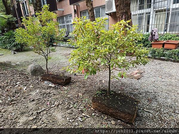 樟樹移植與修剪