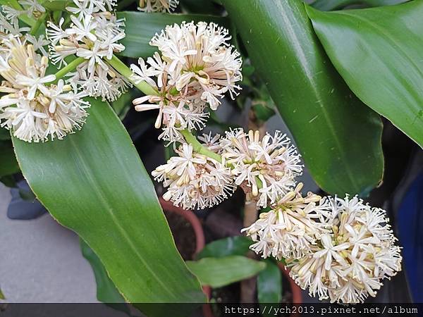 香而美的巴西鐵樹／香龍血樹開花了