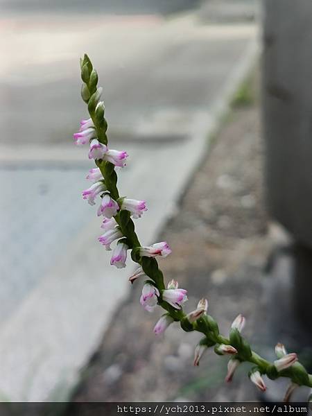 街上巧遇綬草、校園裡的巴西鳶尾與天宮石斛