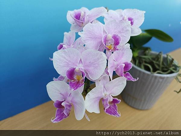 路邊蝴蝶蘭與石斛蘭花賞