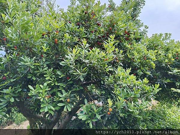 風尾農園採楊梅，酸甜好滋味的季節限定水果