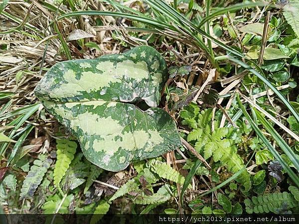 宜蘭景點／抹茶山之旅(下)／登頂抹茶山觀景平台、聖母山莊，再