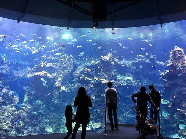加州科學院地下一樓的水族館