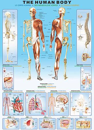 Human Body1000EUR.jpg Human Body1000EUR.jpg