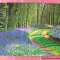 250 - Bluebell Wood07.JPG