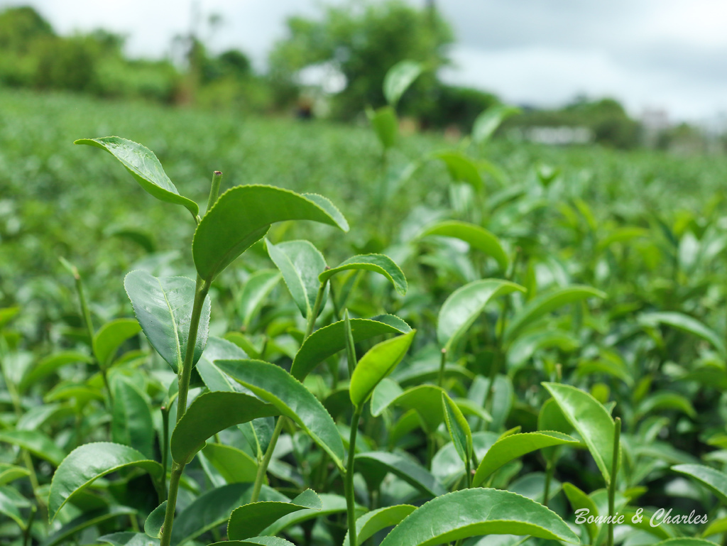 IMG_6408.jpg IMG_6408.jpg