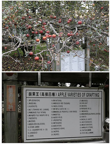 appleKing.jpg appleKing.jpg