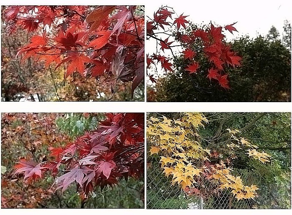 maple01.jpg maple01.jpg