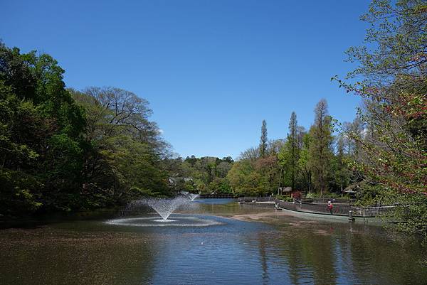 井之頭公園-噴水池