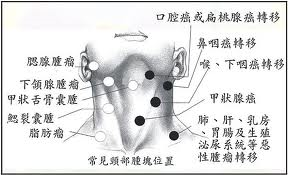 　頸部：