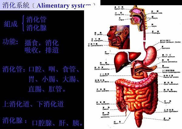 01-消化系統﹝Alimentary system﹞