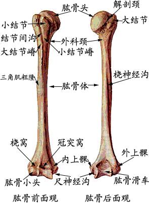 06_我們的骨頭~上肢骨~肱骨.JPG