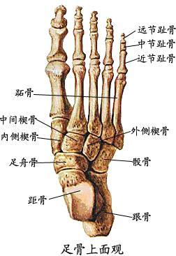 我們的骨頭 下肢骨 足骨 型 色 體 徵 永康堂 張老師 痞客邦 我們的骨頭 下肢骨 足骨 型 色 體 徵 永康堂 張老師 痞客邦